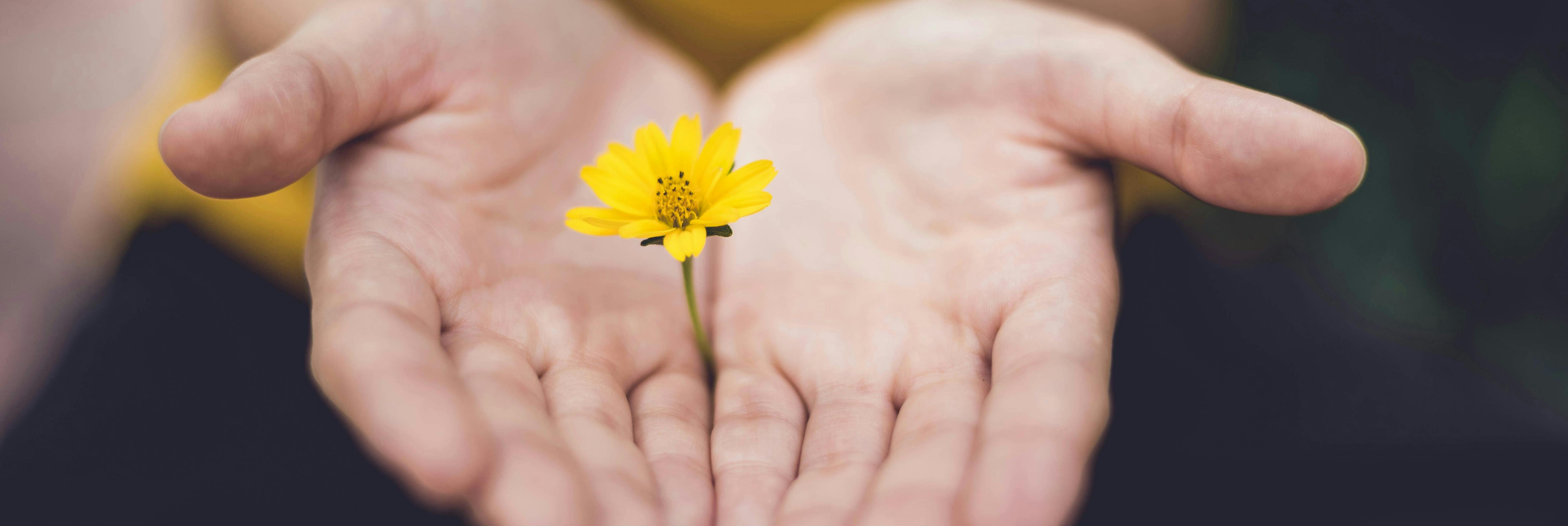 Yellow flower capture between hands