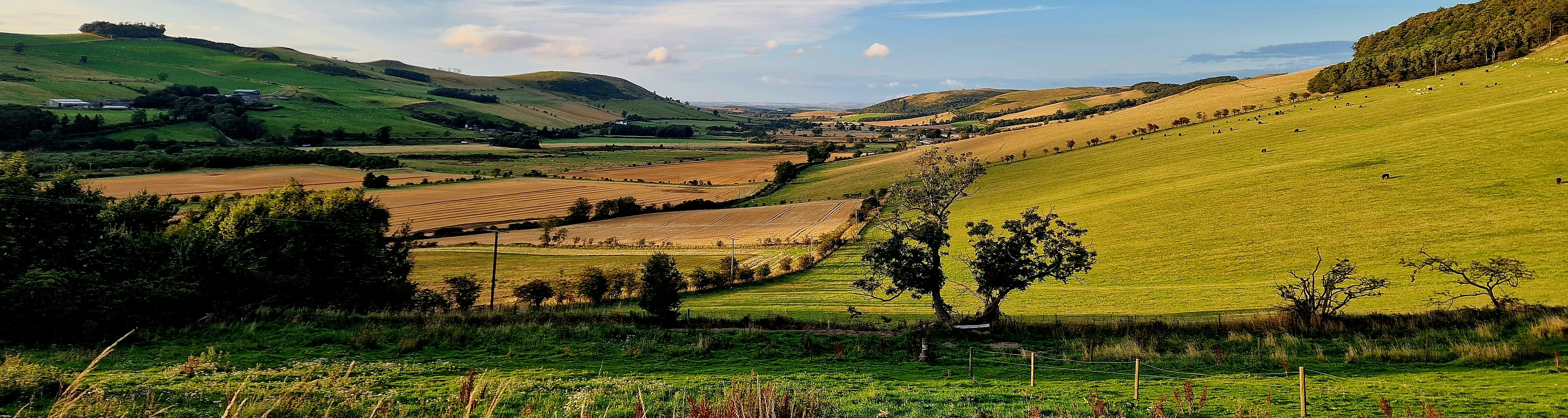 Colourful wild flowers