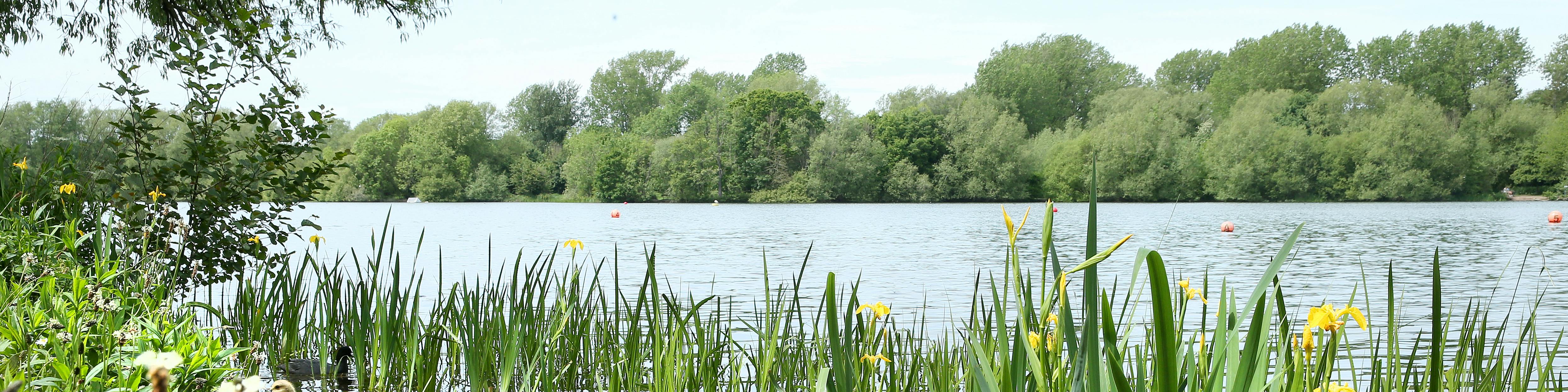 lake surrounded by mature trees with reeds and flowers in the front