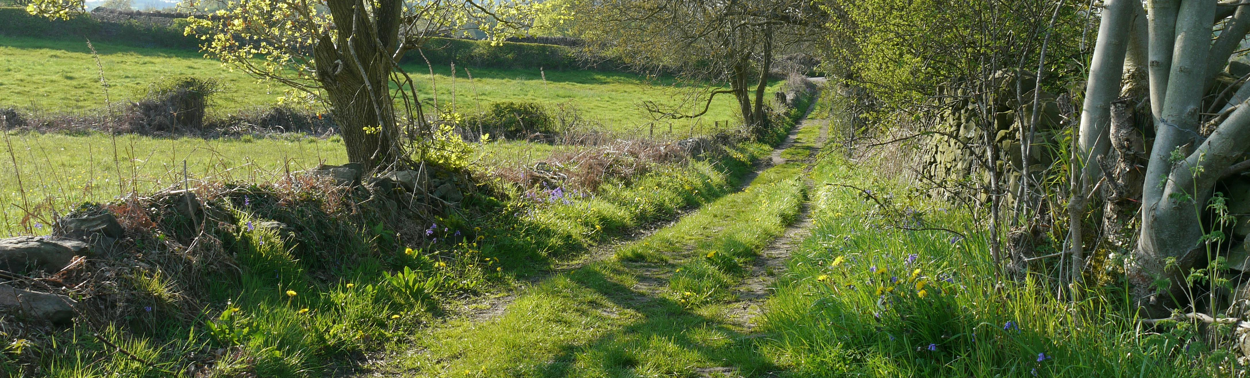 Grass track