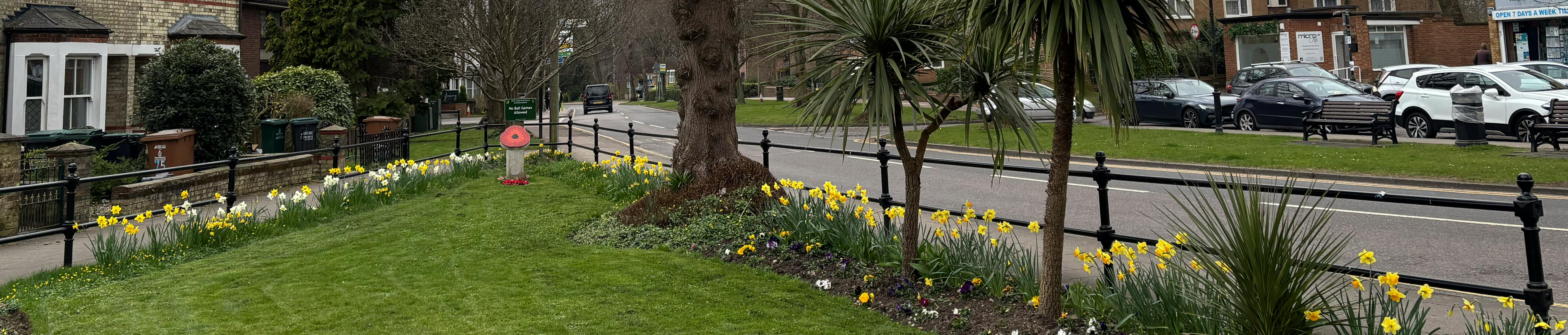 Green space in Abbots Langley alongside the road with yellow daffodils