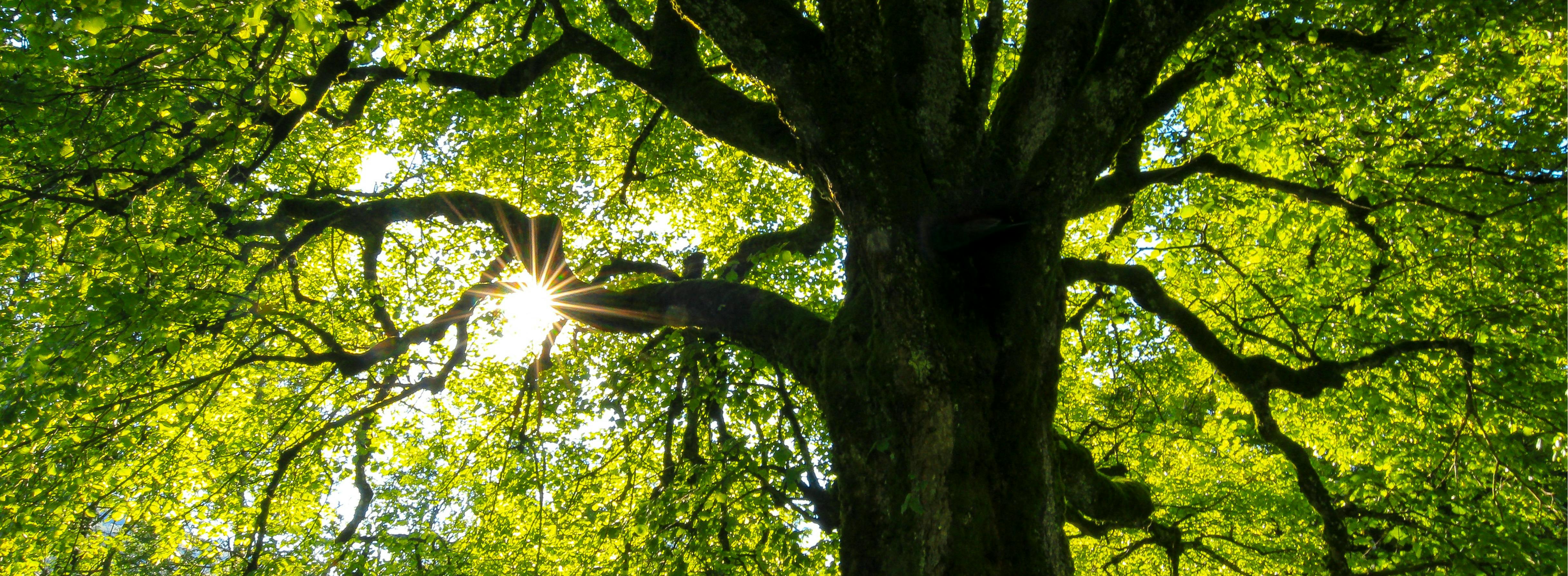Sunlight shining through the upper branches of a large tree