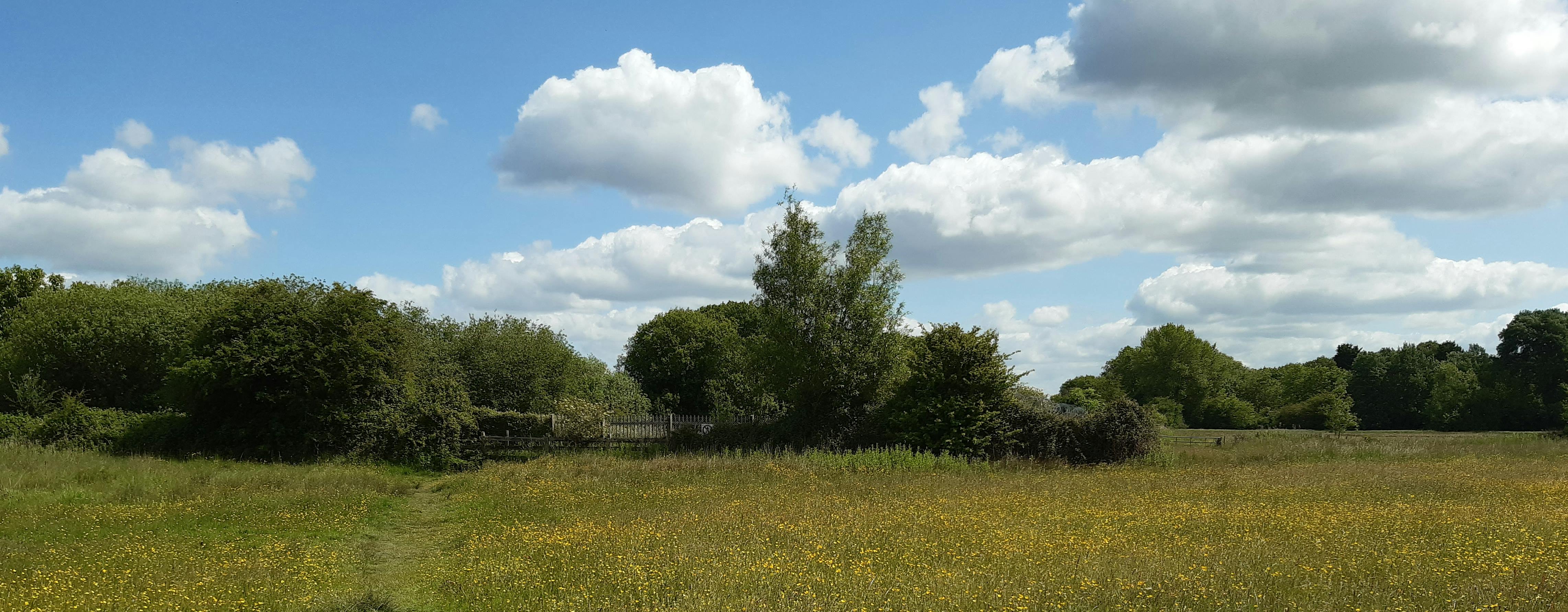 Path through sunny field