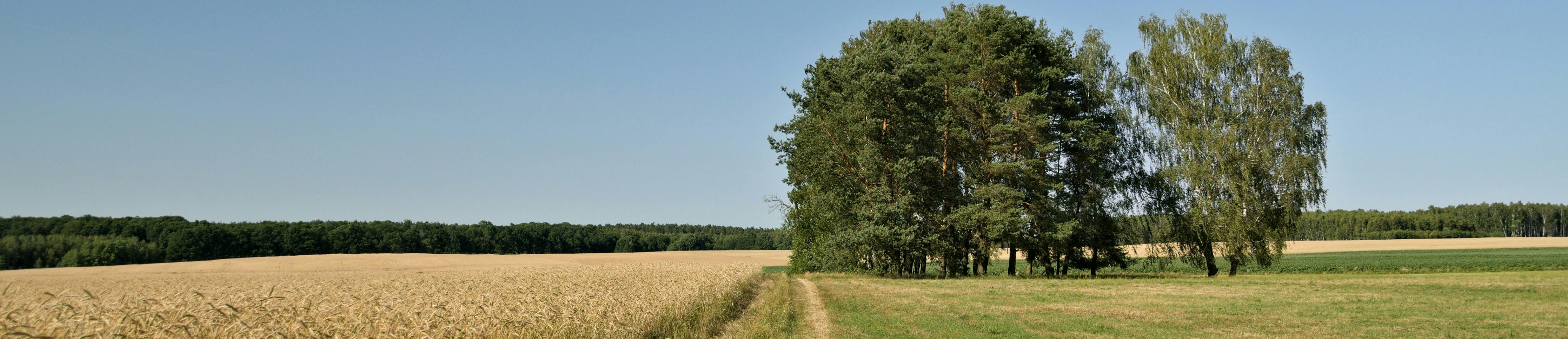 Grass track