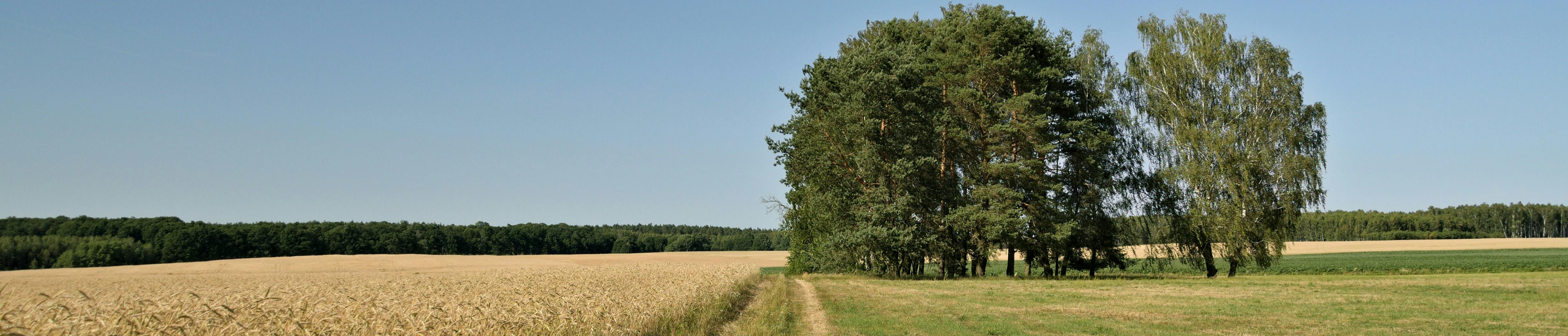 Grass track