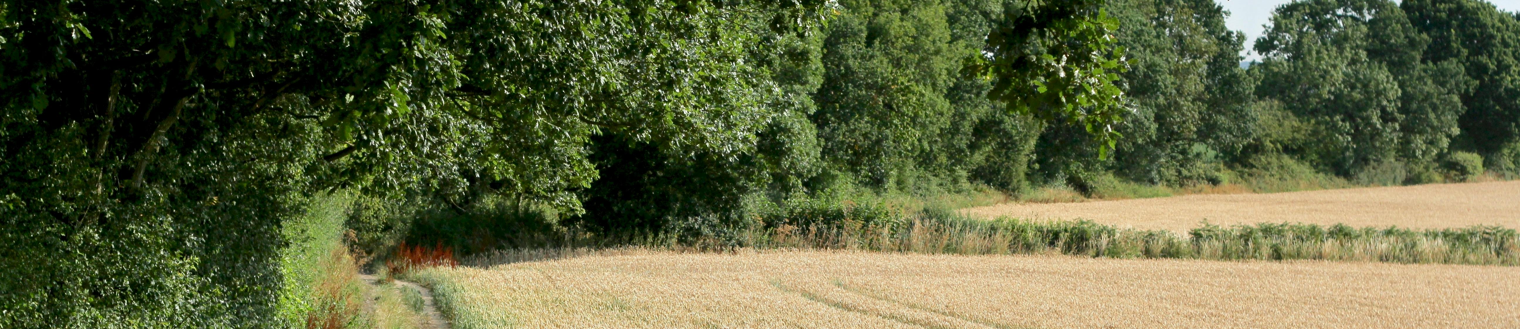 Path beside a field