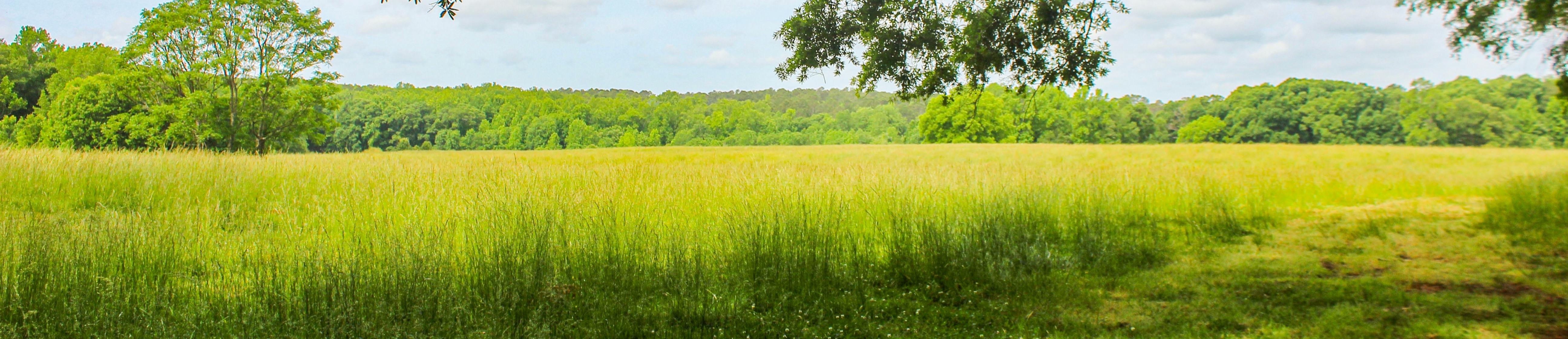Path through field under tree