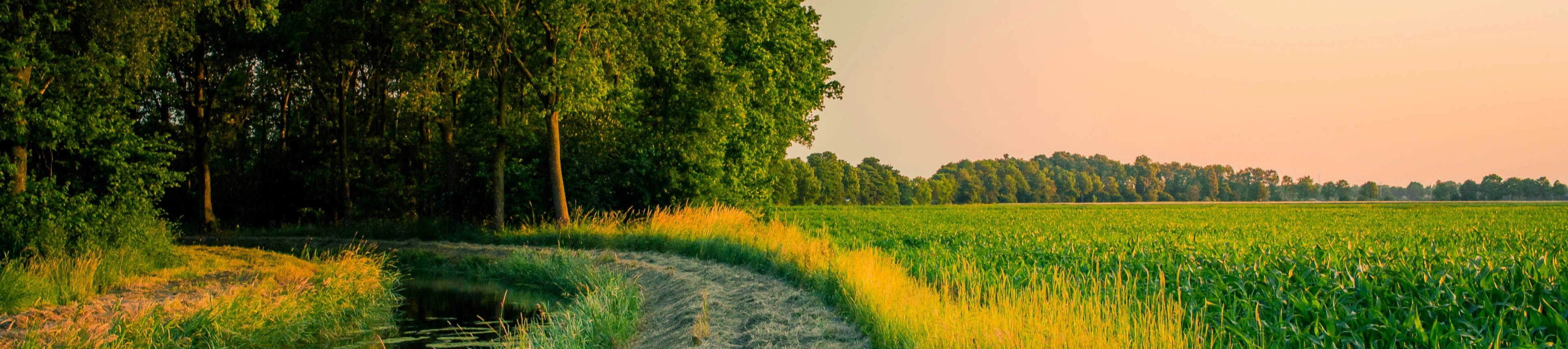 Path through field