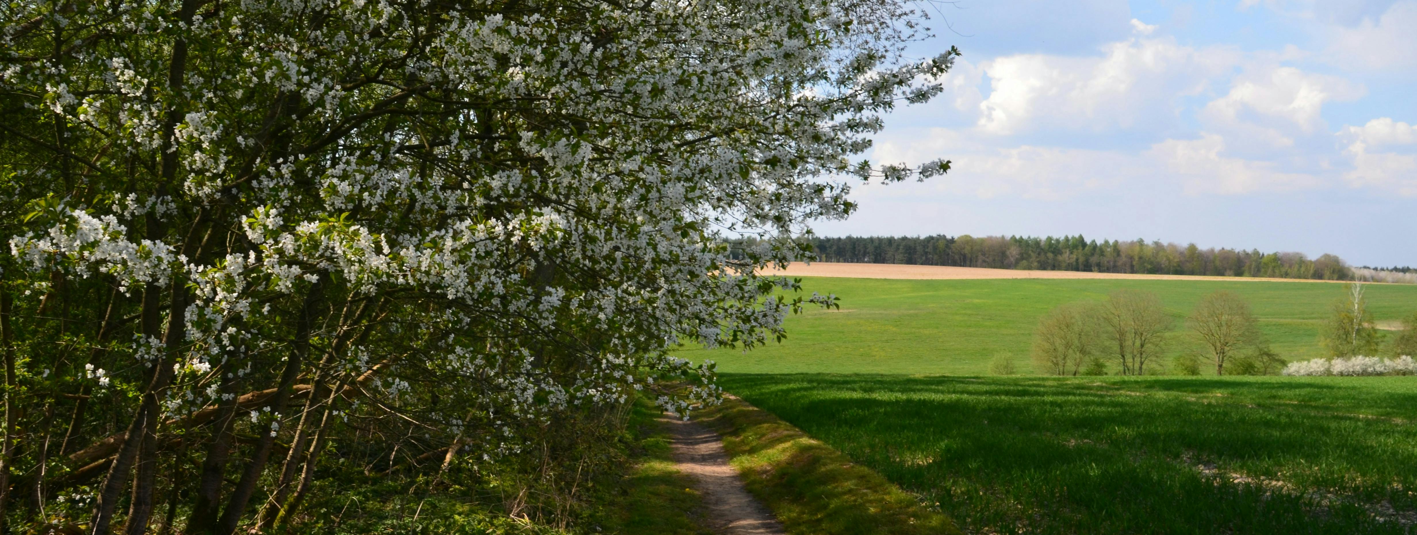 Path beside a field