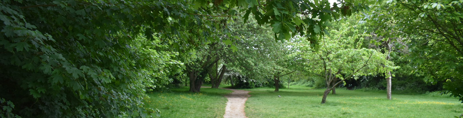 footpath through grass surrounded by mature trees