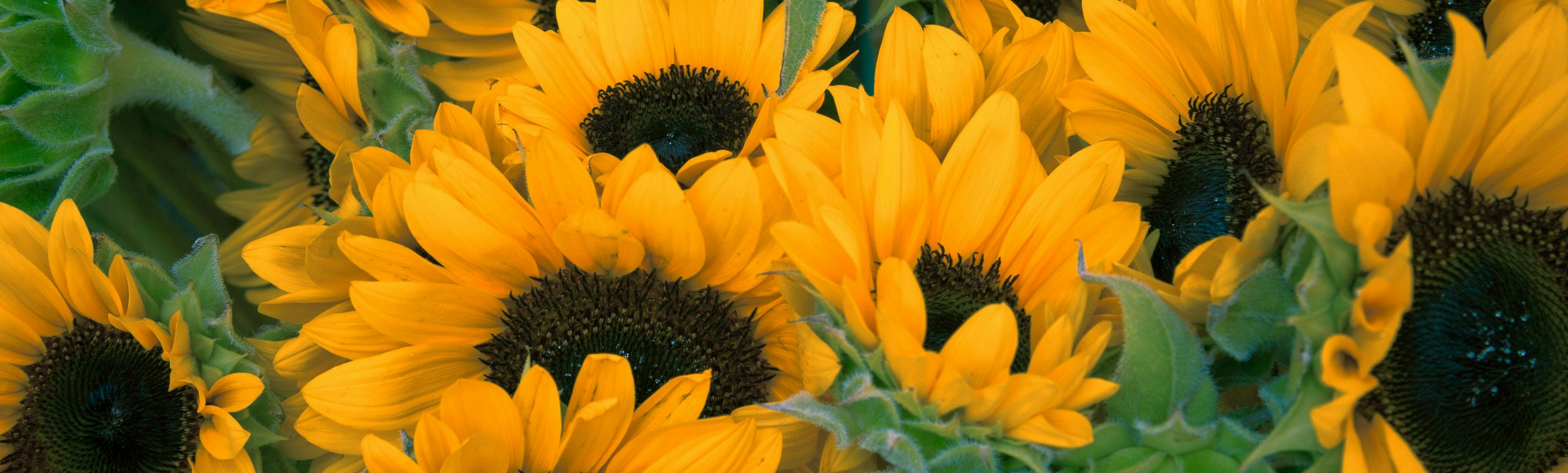 Sunflowers