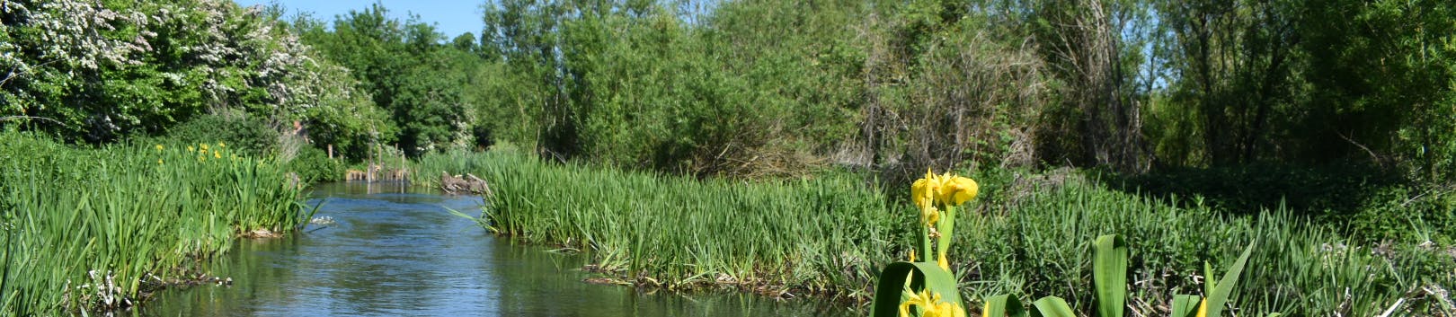 Close up of the river Chess surrounded by reeds with a yellow iris in view.