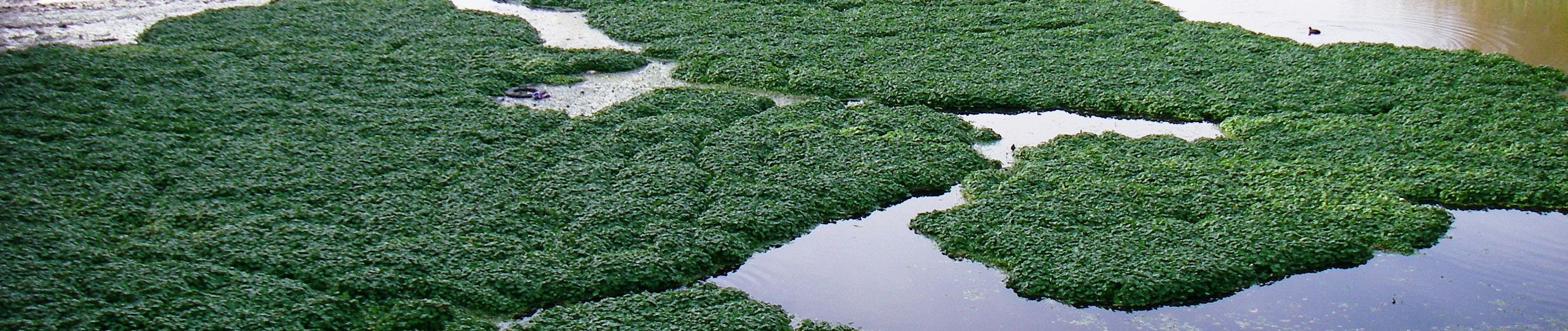 Floating pennywort on water body