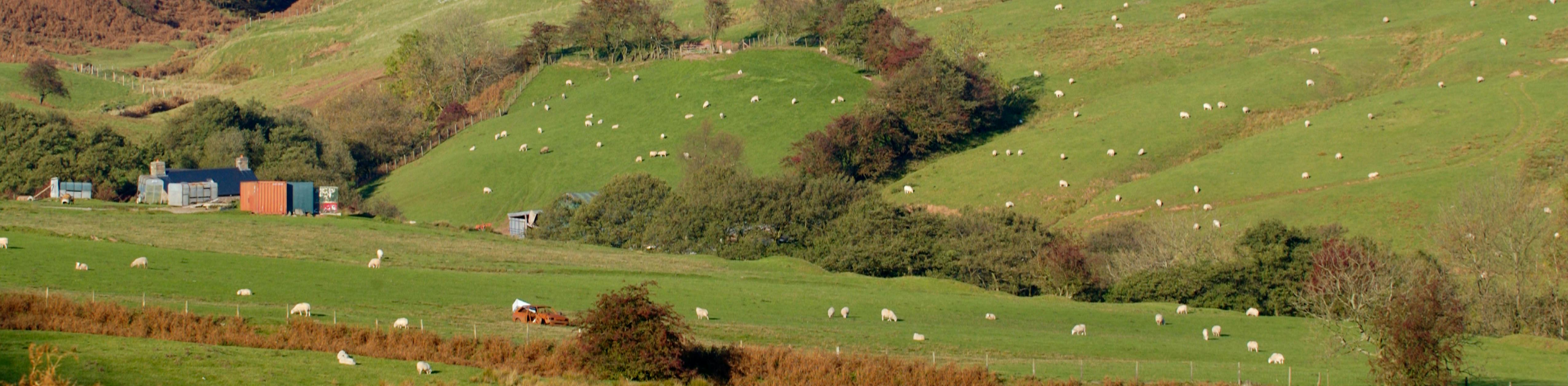 Image of a field of sheep in front of farm buildings.
