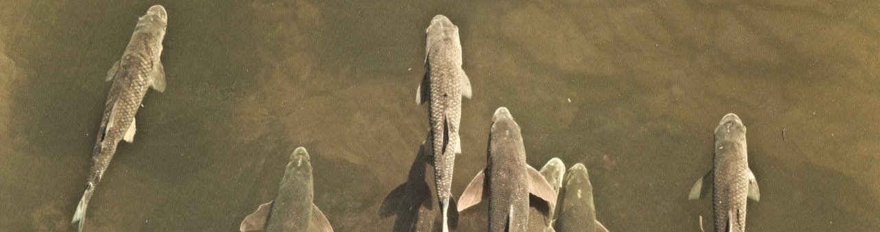 Barbel fish in river