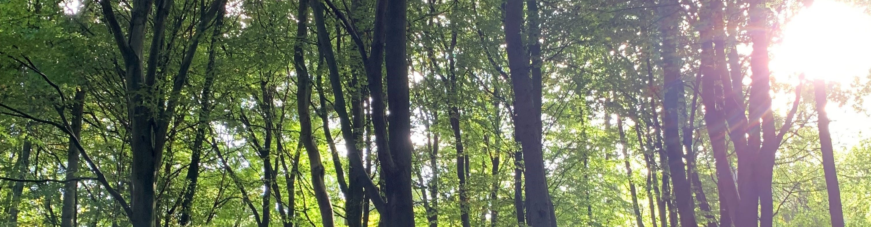 Sunlight shining through a woodland