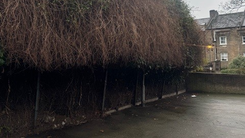 A close up photo of the old ball court, concrete surfacing, overgrown planting