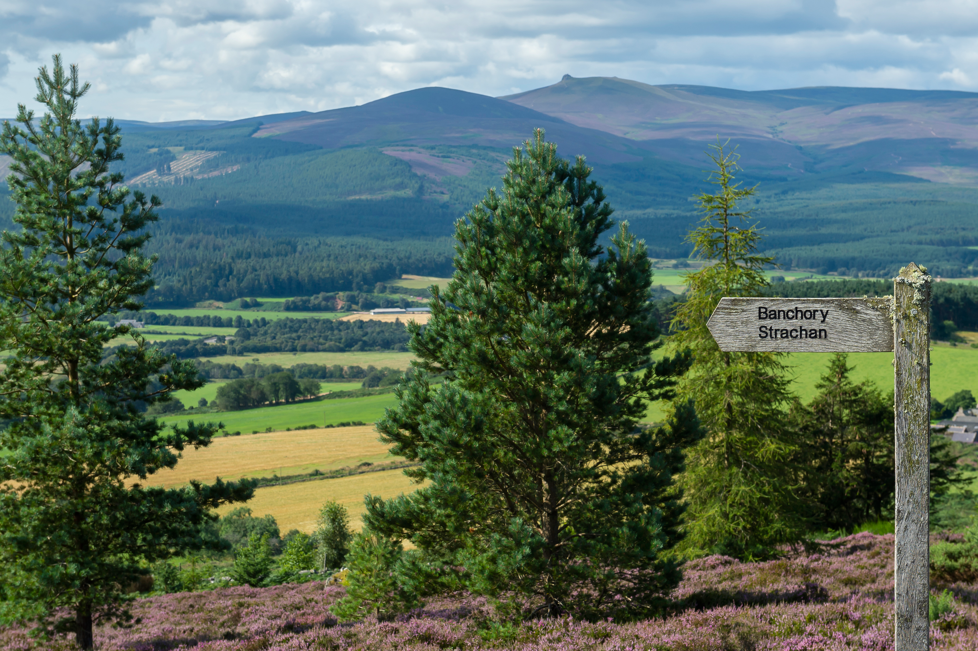project banner