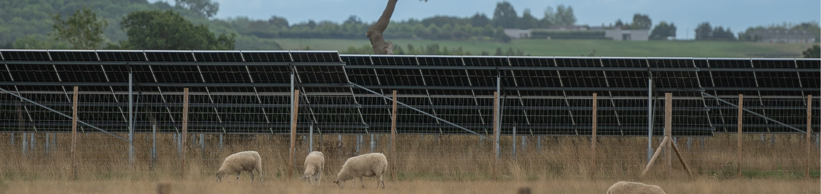 Solar panels in a field with sheep
