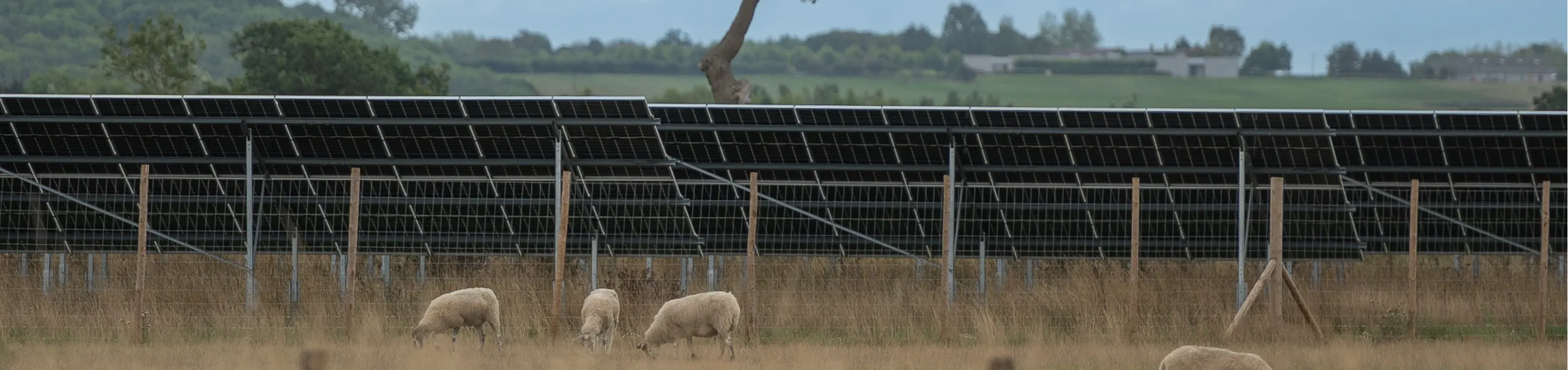 Solar panels in a field with sheep