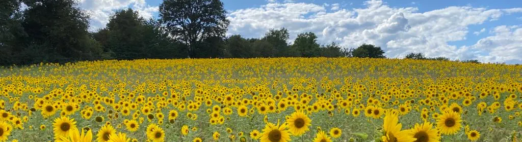 A field of sunflowers