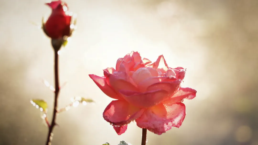 A red open rose and rose bud