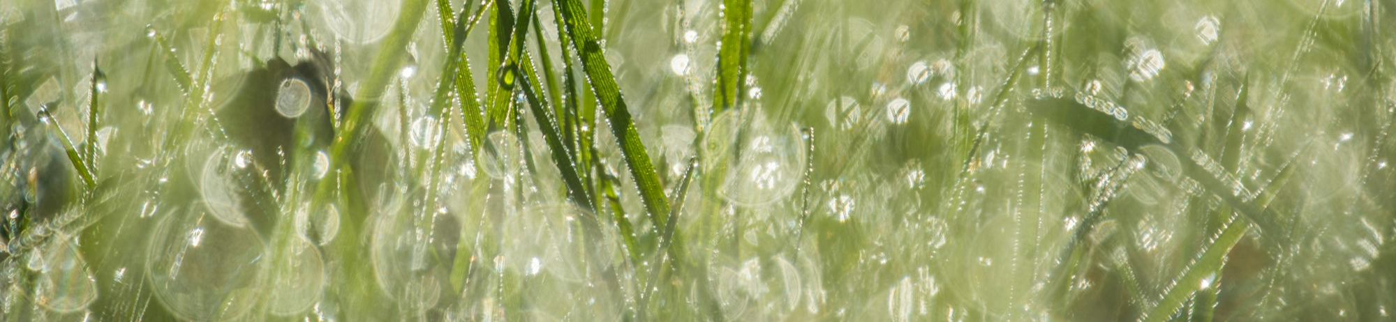 rain on green grass