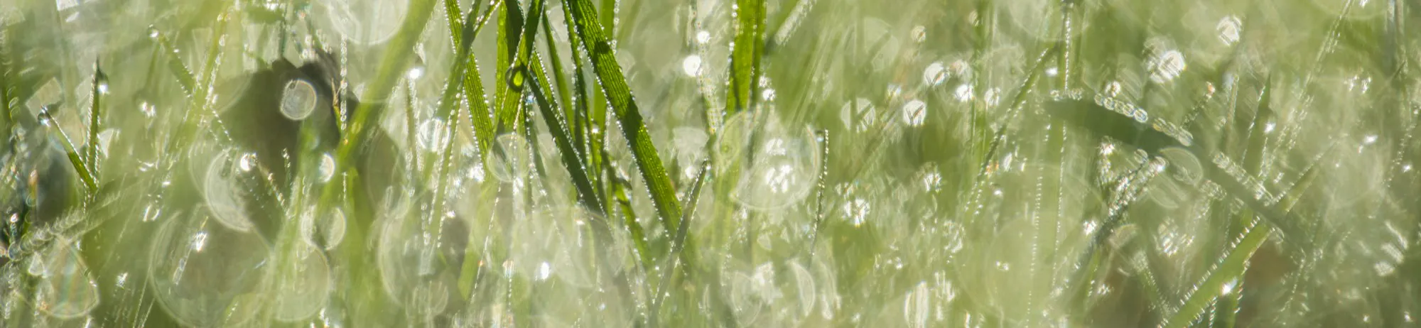 rain on green grass