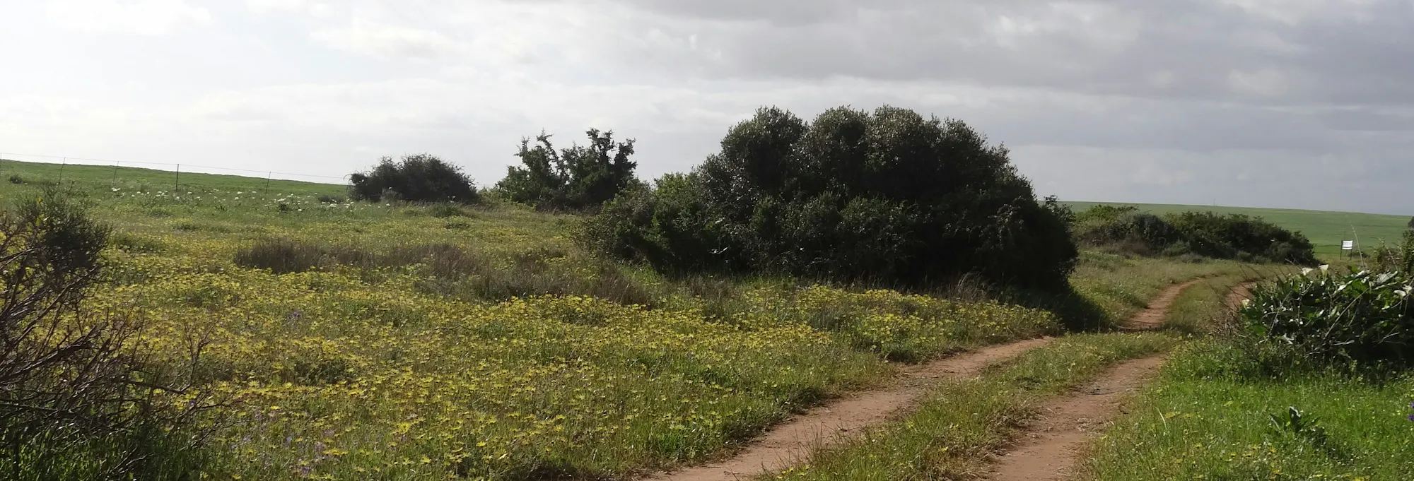 Path through field