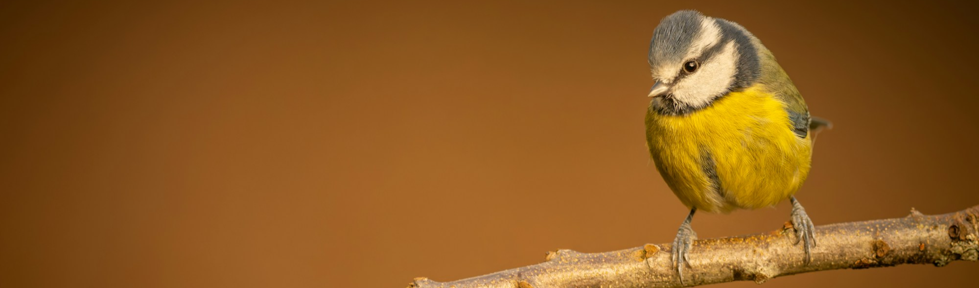project banner