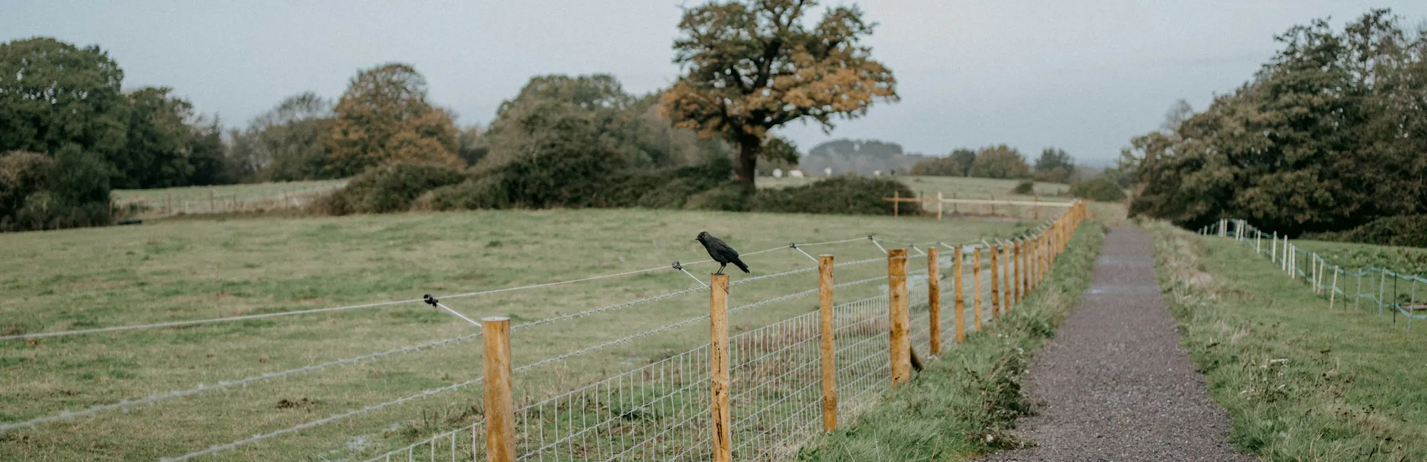 Path through field