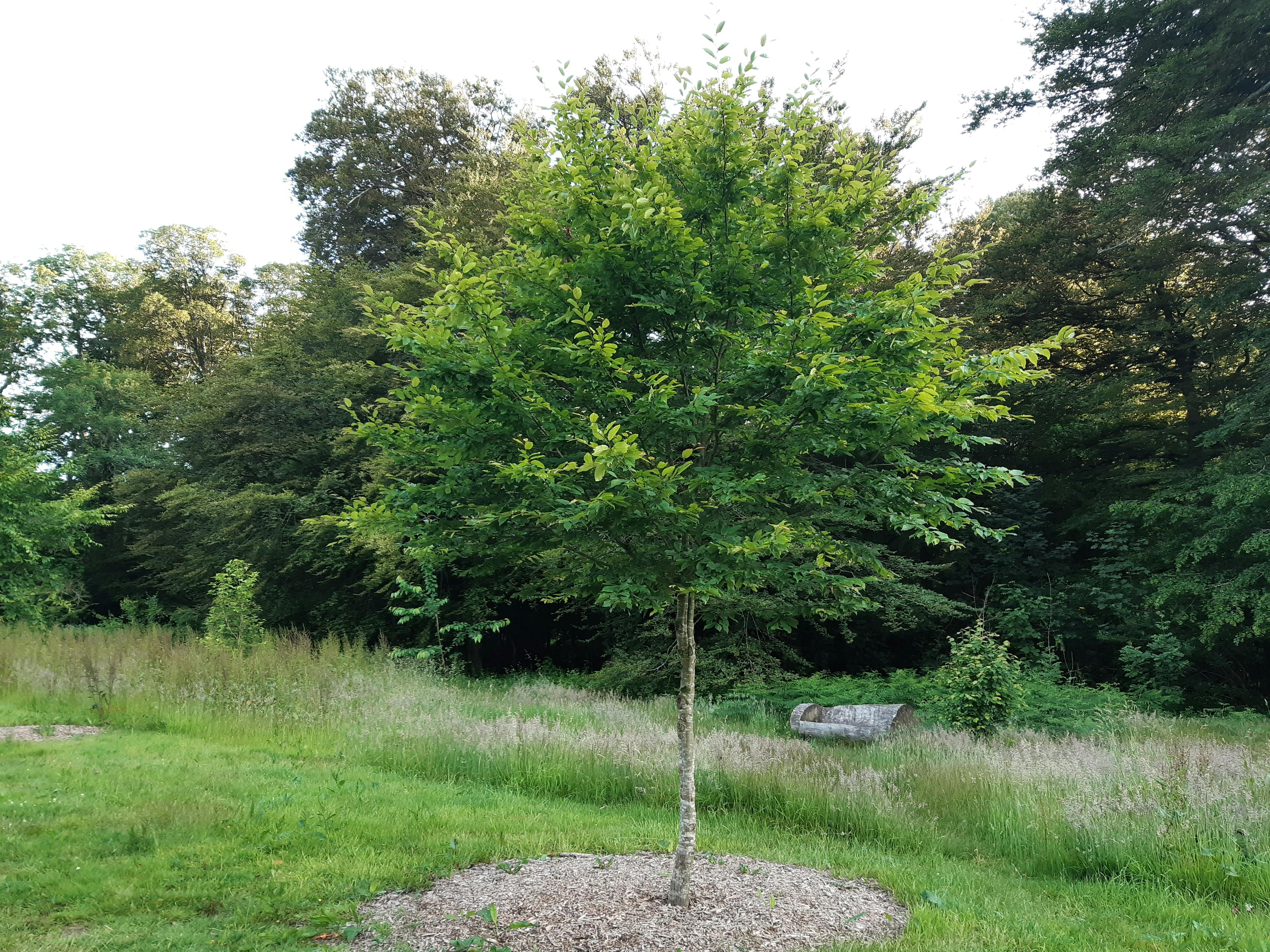 Hornbeam (immature tree)