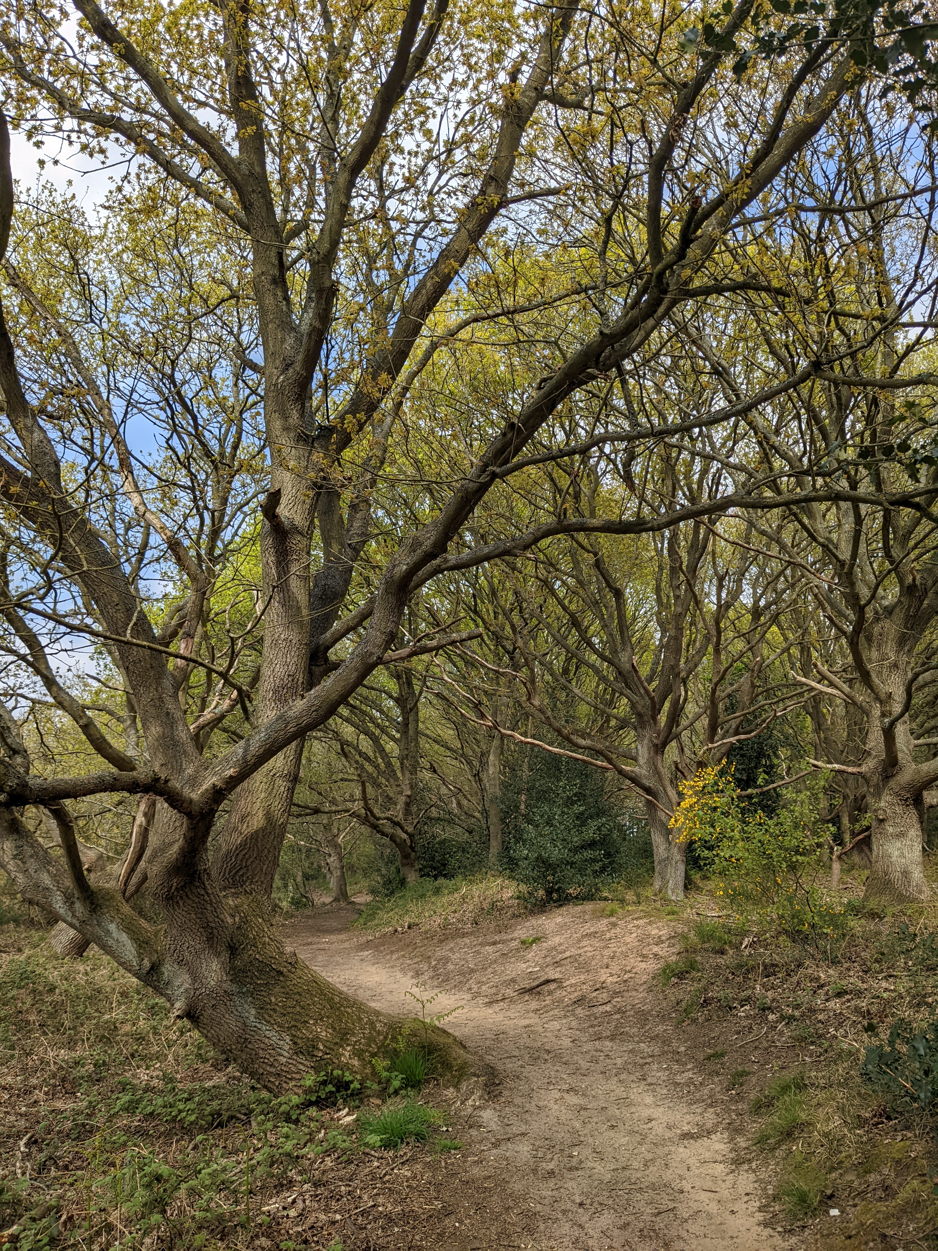 Check out the woodland trust for ideas on woodland management