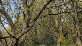Check out the woodland trust for ideas on woodland management