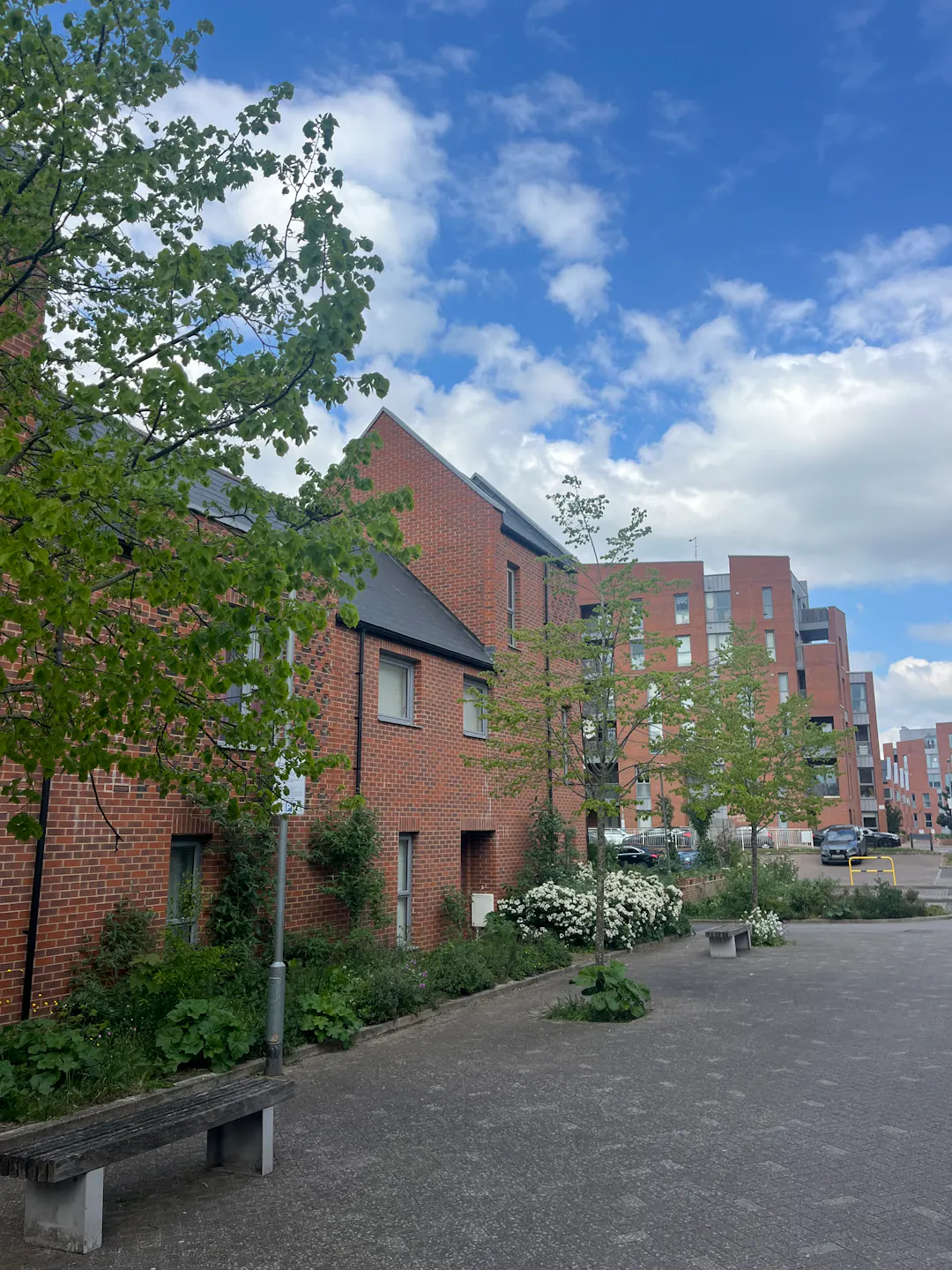 paved street lined with trees and blue sky 