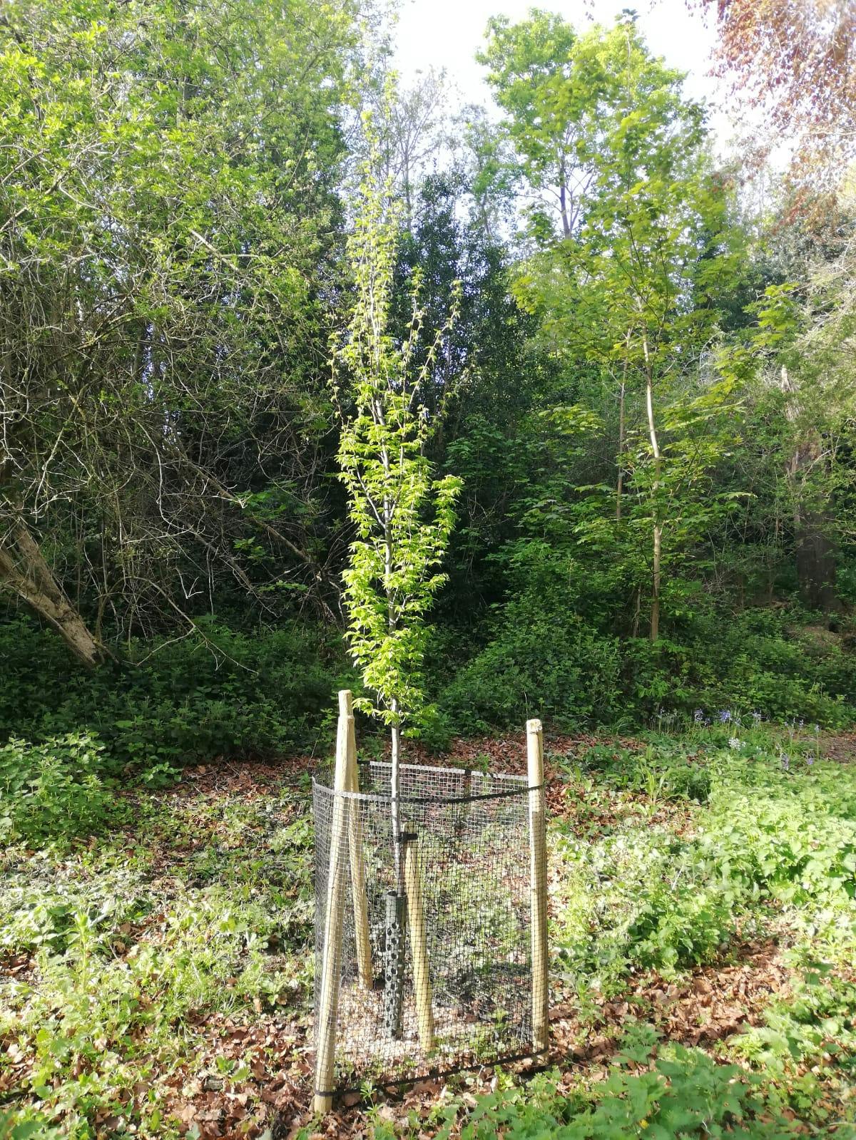 This month, two new standard trees were planted – a Hornbeam and a Beech.