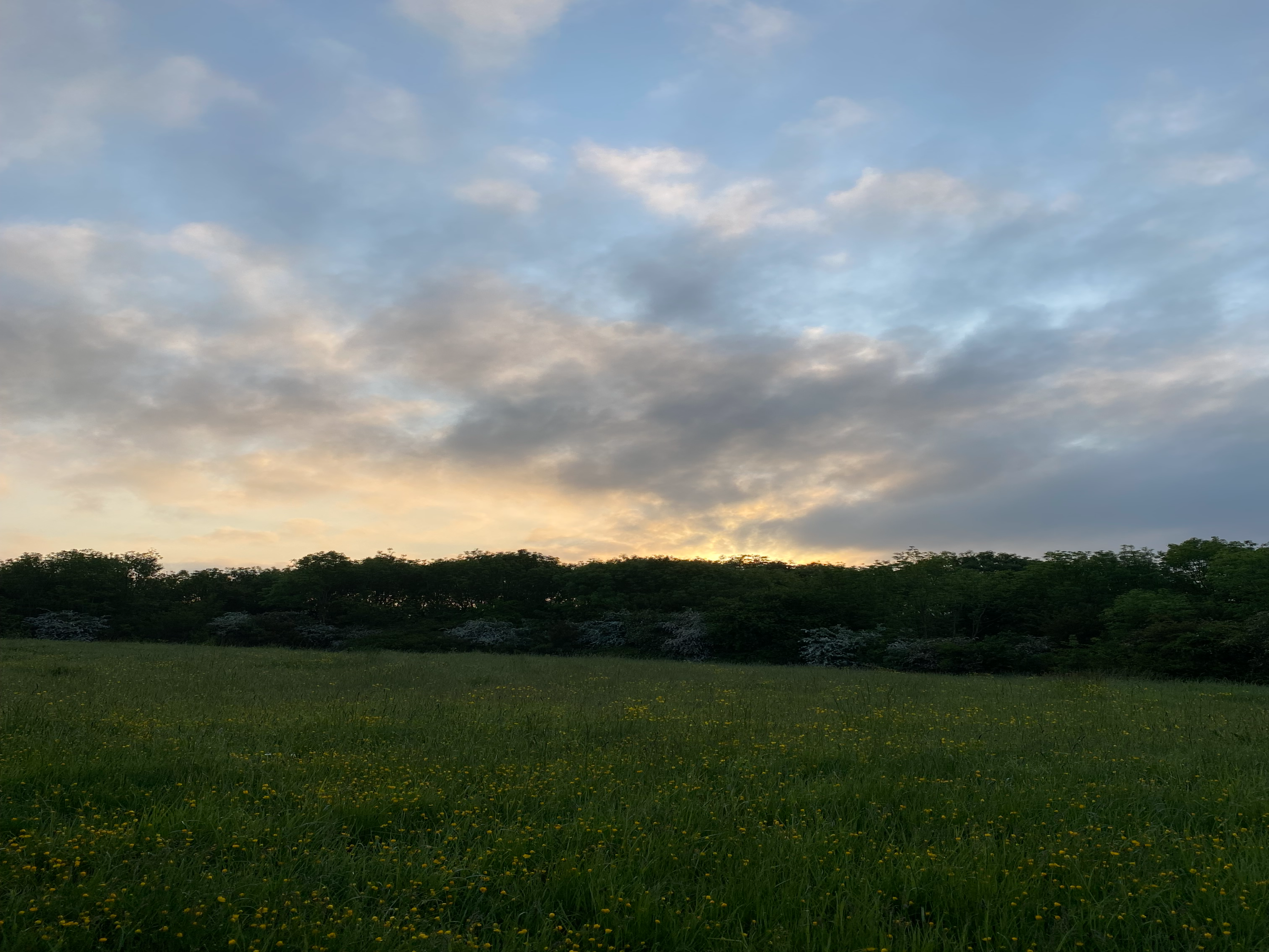 Technical meadow and grassland management resources.