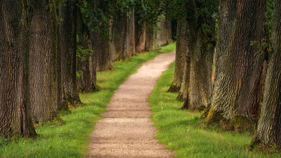 Empty pathway lined by trees either side taking you on a journey along the path