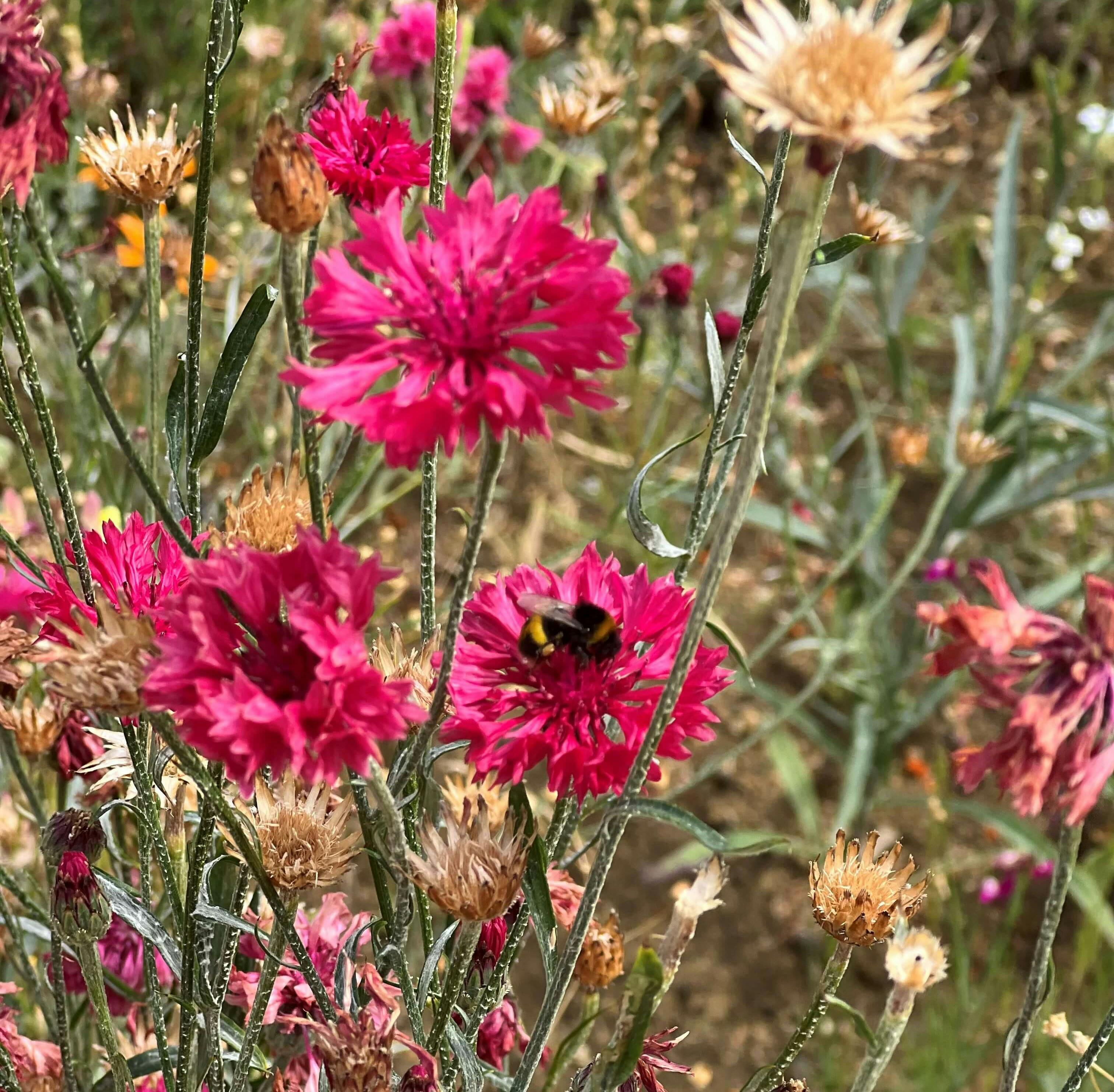 Bee on a wildflower