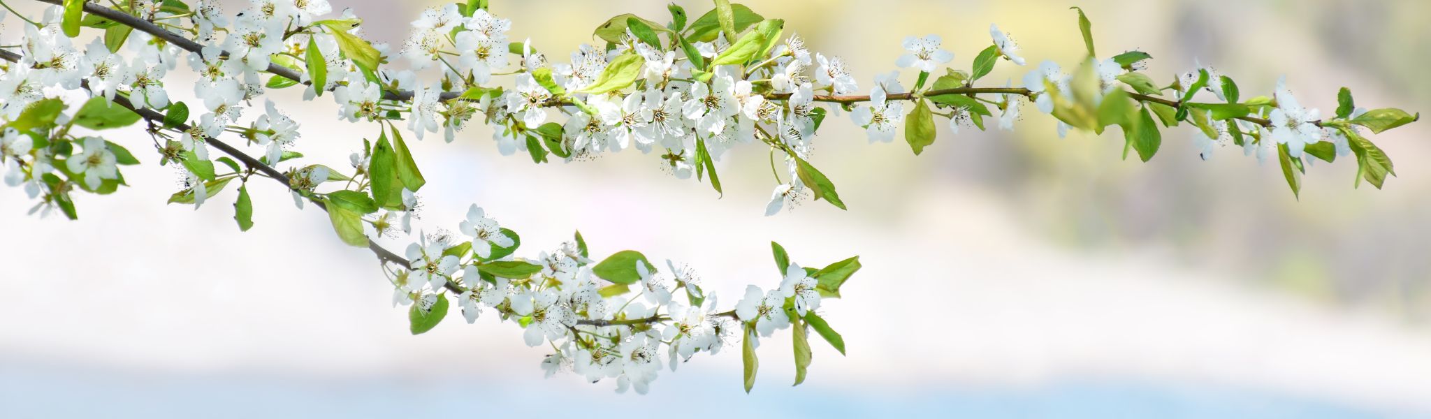 An image of white blossom stems with green leaves