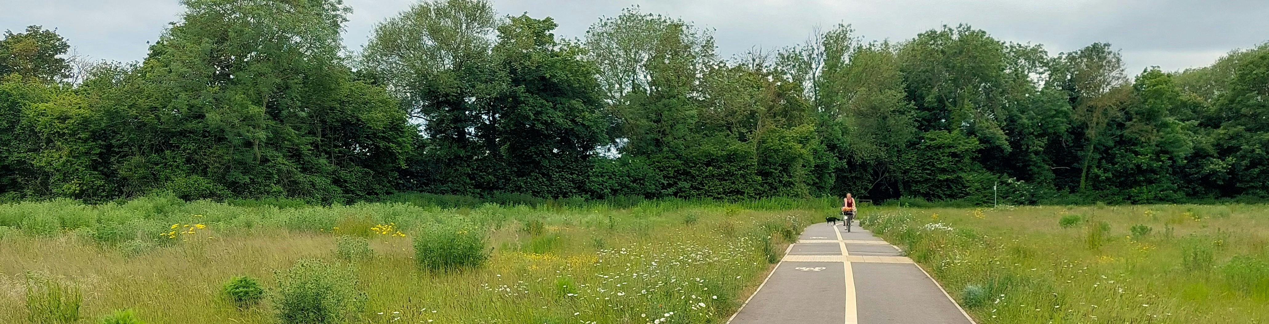 Colourful wild flowers