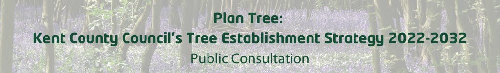 Bluebells in a wood with Plan Tree: KCC's Tree Establishment Strategy 2022-2032 Public Consultation