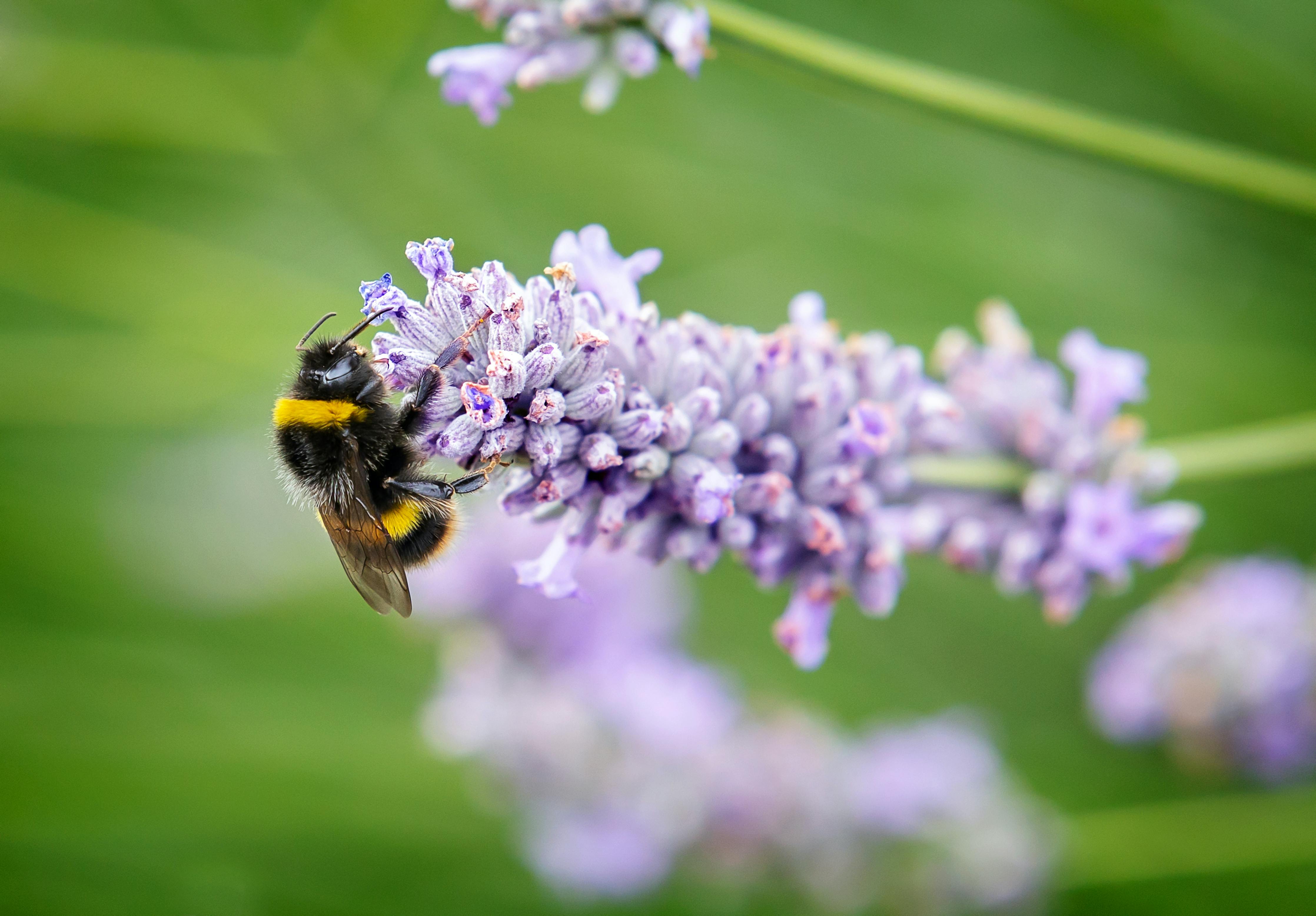 Pollinator Strategy consultation 