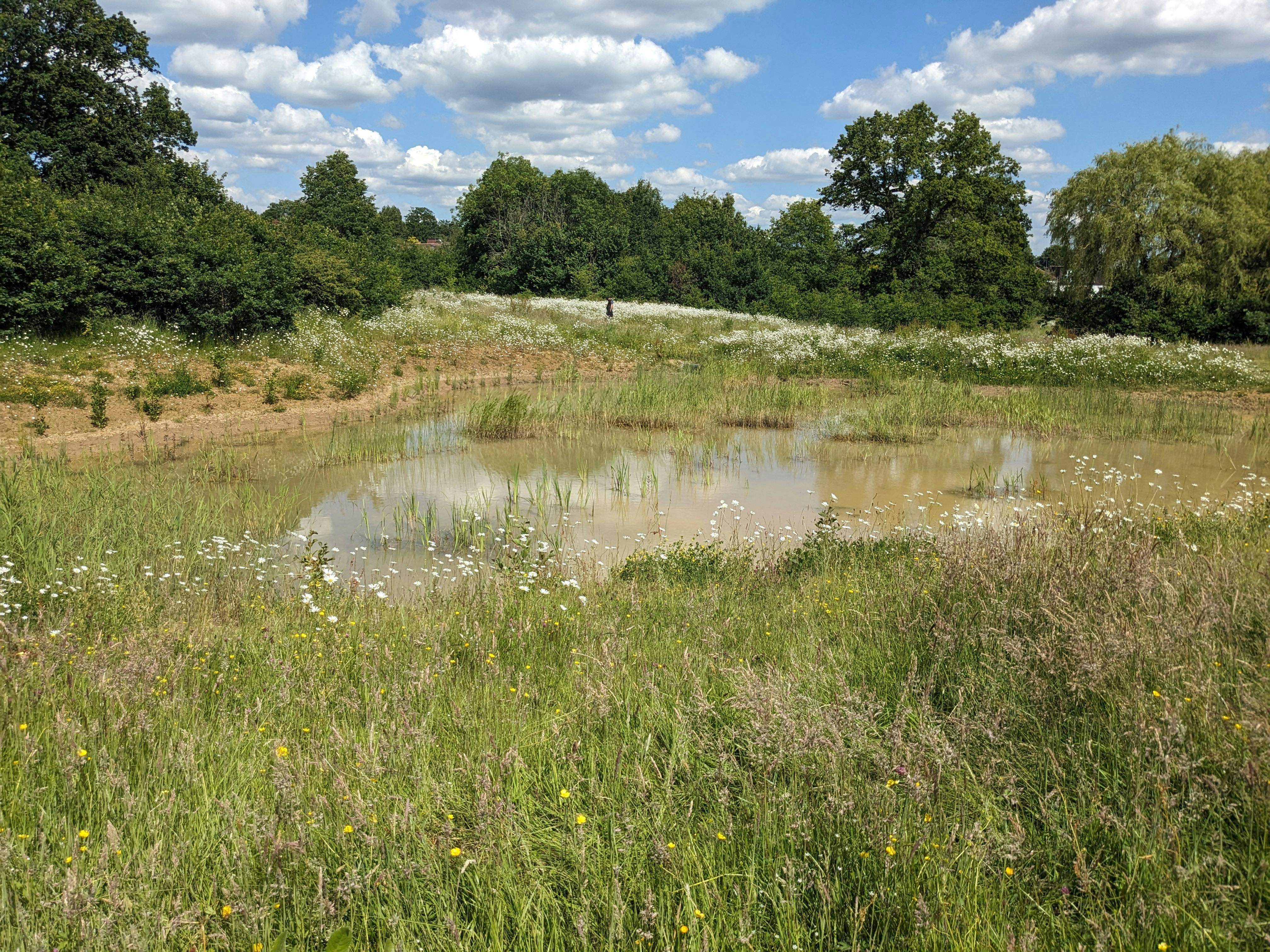 Oakwood Park Wetlands