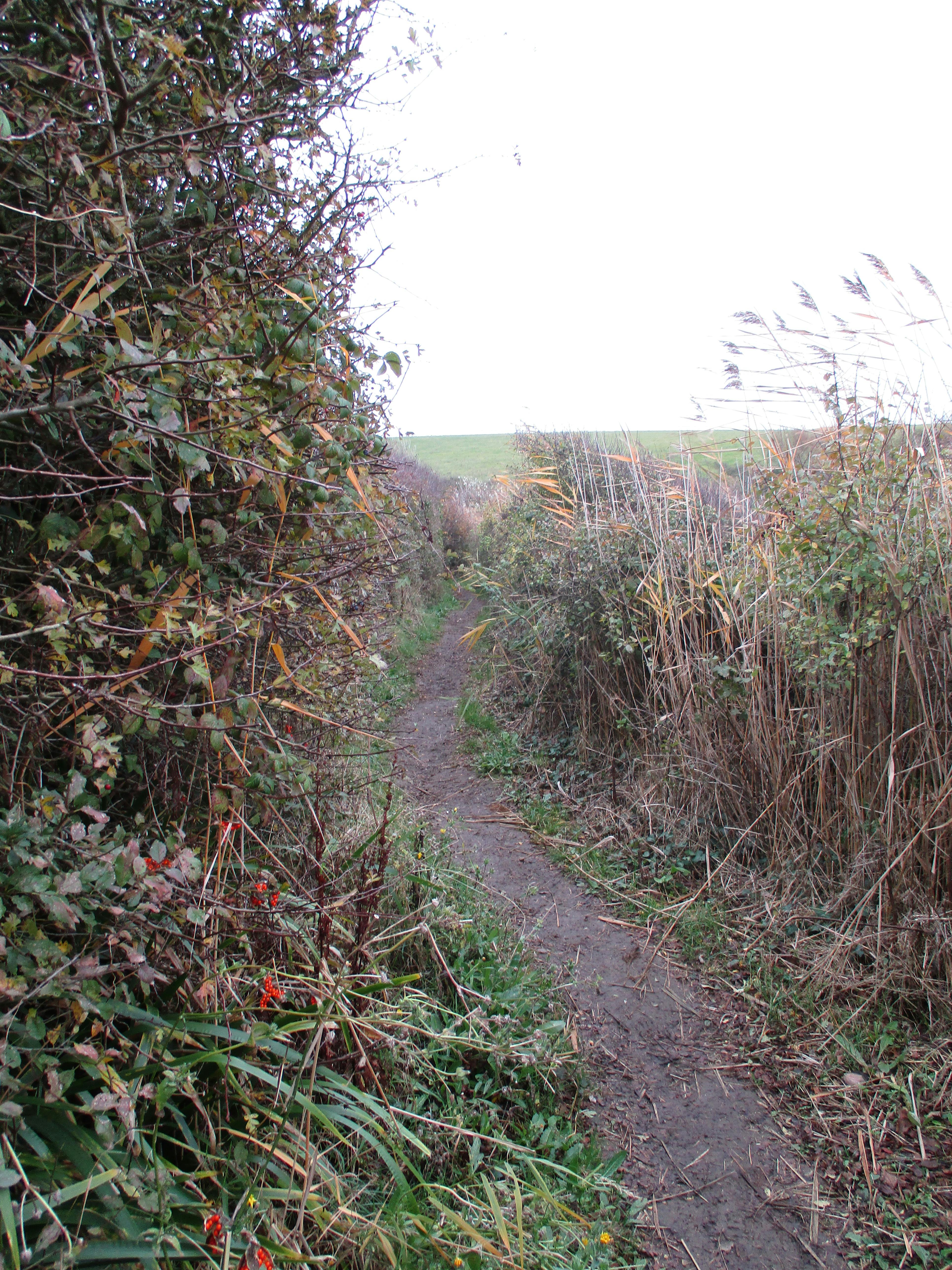 Dorset coast path - before works2