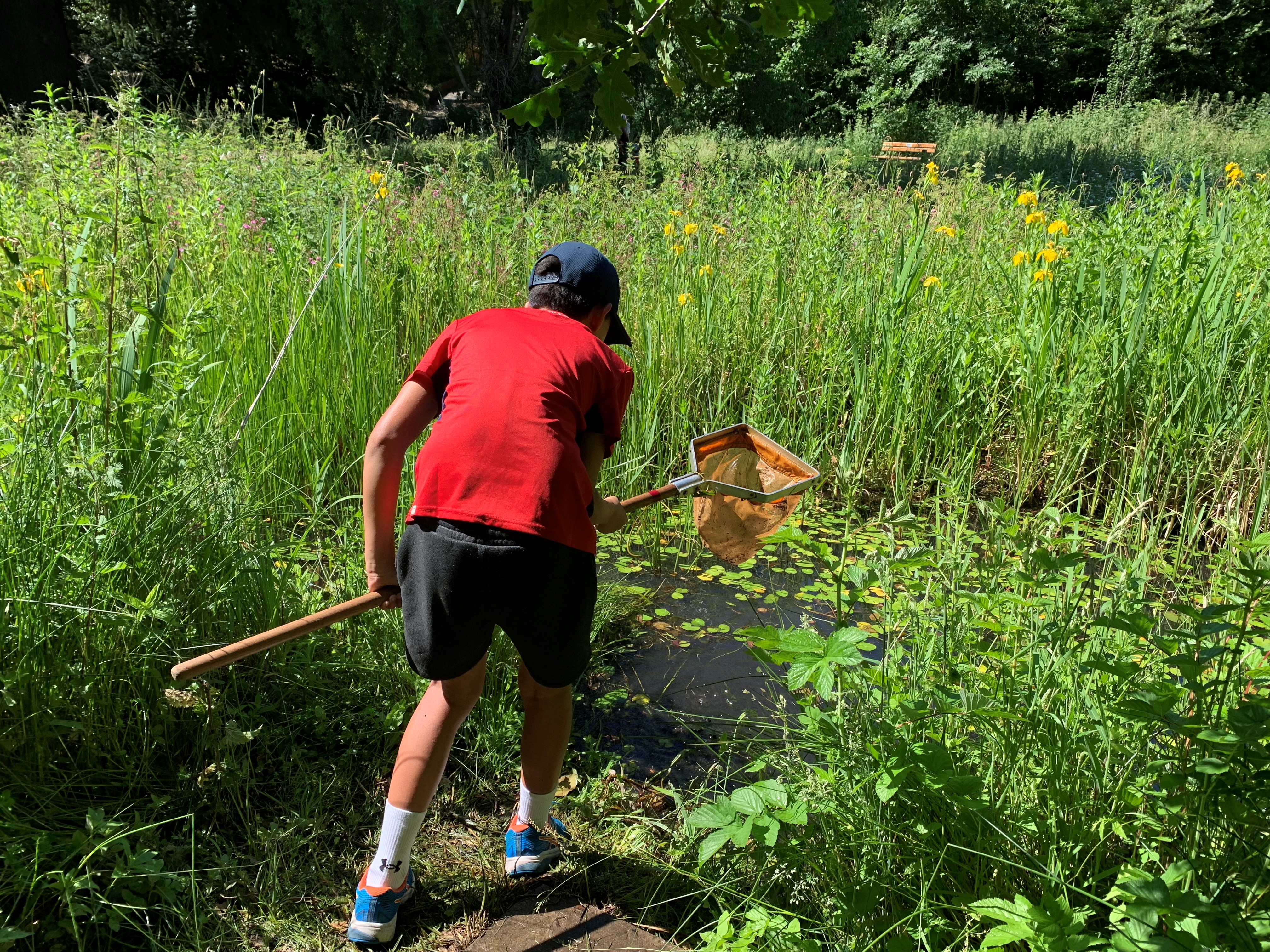 Pond dipping events