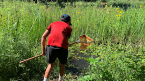 Pond dipping events