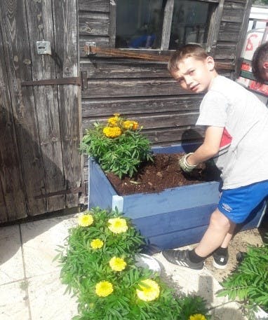 An image of young boy planting yellow flowers in a large wooden blue plant box