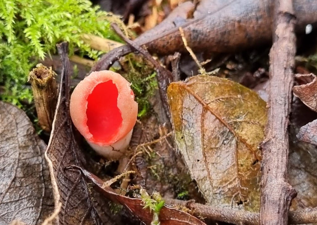 Scarlet elf cap (Bethan Dalton)