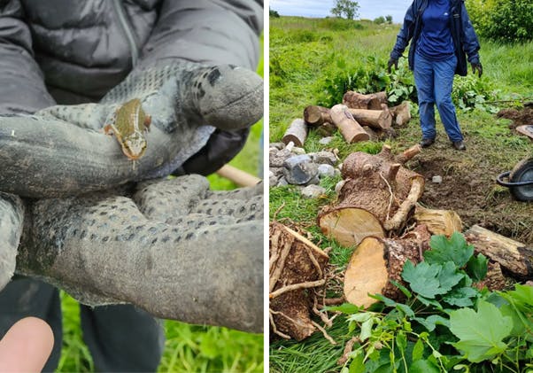 newt hibernaculum